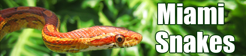 Miami snake